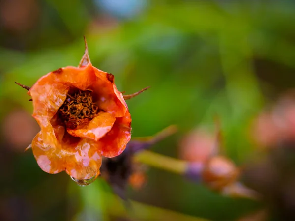 Fading autumn rose. Faded roses in garden. Rose on unfocused background on warm autumn rainy day