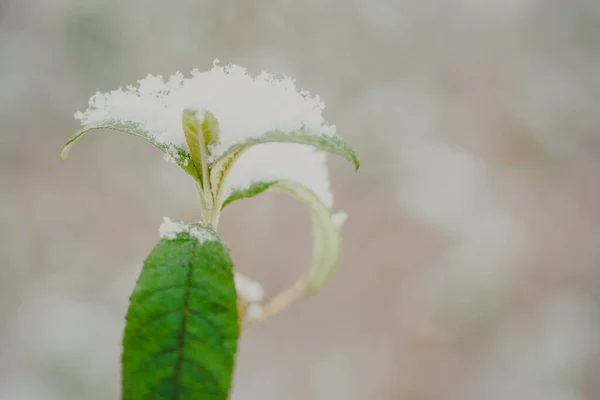 Зелений Лист Вкритий Свіжим Снігом Парку — стокове фото