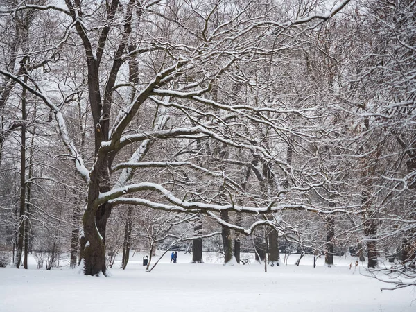 Kış Mevsiminde Şehir Parkı Park Alanı Taze Karla Kaplı Ağaçlar — Stok fotoğraf