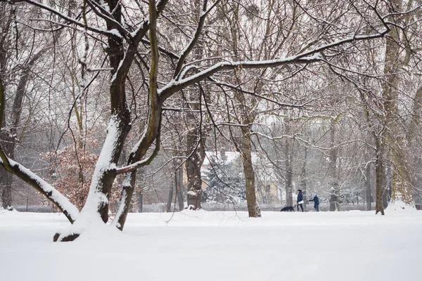 Міський Парк Зимовий Сезон Паркова Алея Дерева Вкриті Свіжим Снігом — стокове фото