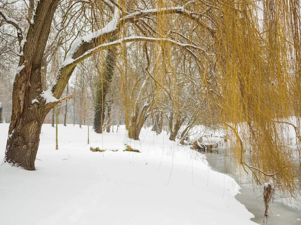 Árvore Rio Parque Cidade Inverno Após Queda Neve — Fotografia de Stock