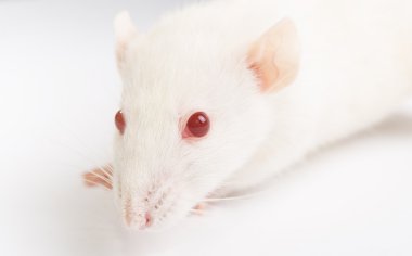 izole beyaz zemin üzerine beyaz laboratuar faresi