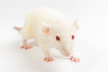 White laboratory rat isolated on white background clipart