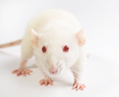 White laboratory rat isolated on white background clipart