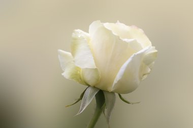 Güzel, kusursuz, beyaz, çiçek kafalı.