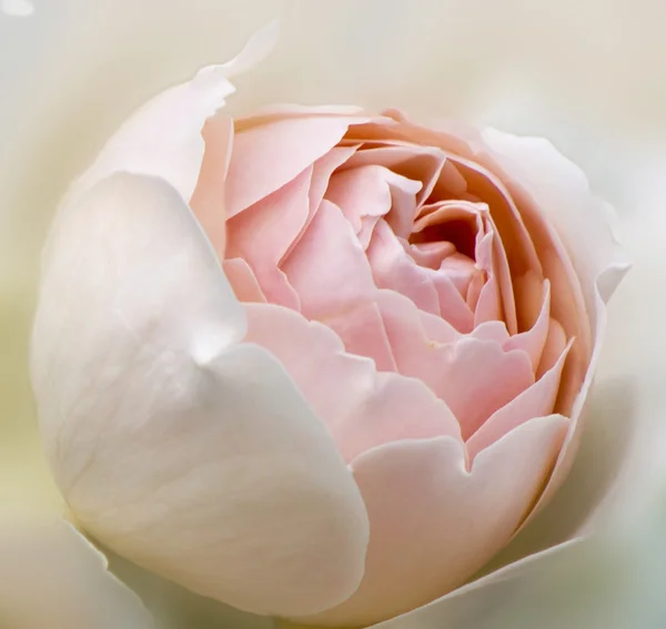 Delicate high key beige rose  floral background — Stock Photo, Image