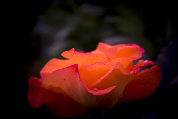 Schöne orangefarbene Rose aus nächster Nähe — Stockfoto
