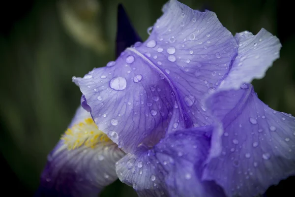 Iris flower close up — Stock Photo, Image