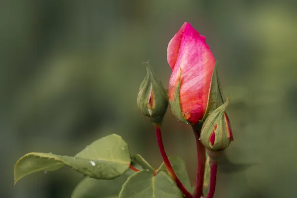 Belle gemme di rose — Foto Stock