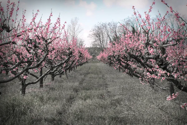 Аллея цветущих абрикосовых деревьев — стоковое фото