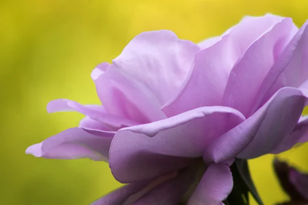 Macro purple rose — Stock Photo, Image