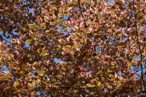 Φθινοπωρινά φύλλα ενάντια στον γαλάζιο ουρανό — Φωτογραφία Αρχείου