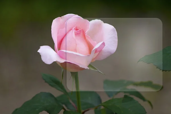 美丽的粉红色玫瑰软背景上 — 图库照片