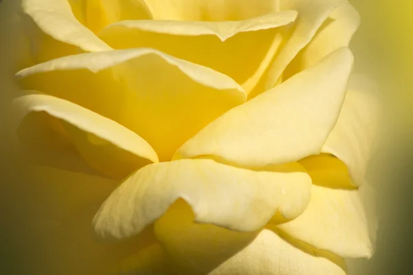 Beautiful yelow rose — Stock Photo, Image