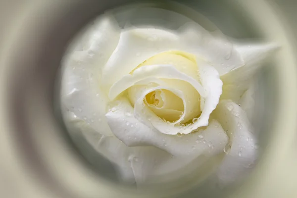 Fresh raindrops dew on white rose — Stock Photo, Image