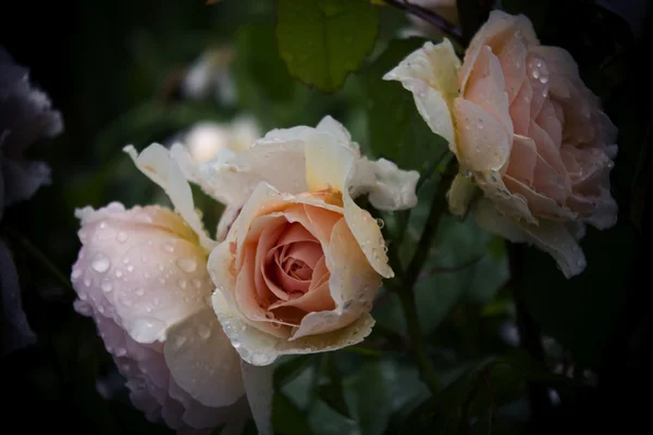 Čerstvé kapky rosy na růžové růže — Stock fotografie