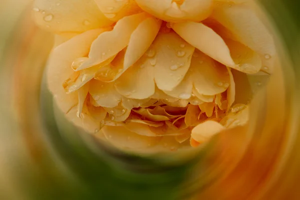 Gouttes de pluie fraîches rosée sur rose — Photo