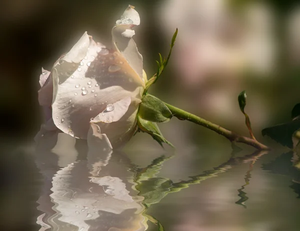 Rosa Rosenblätter bedecken den Tau — Stockfoto