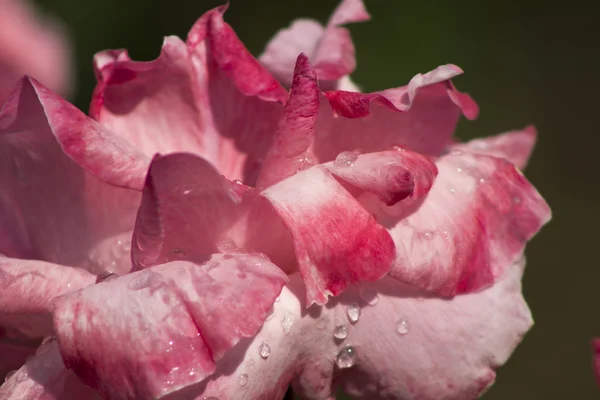 Rosa świeże krople deszczu na czerwona róża kwiat kwitnąć — Zdjęcie stockowe