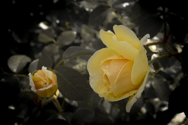 Красивая желтая роза — стоковое фото