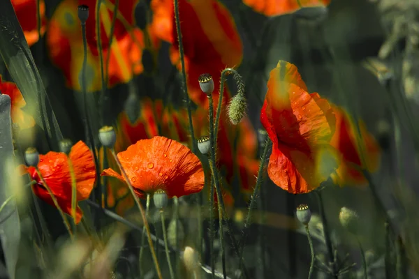 Blühende rote Mohnblumen auf einem Hintergrund sonnige Strahlen — Stockfoto