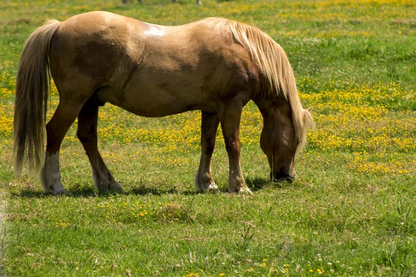 Red horse, grazing on the a field — Stock Photo, Image