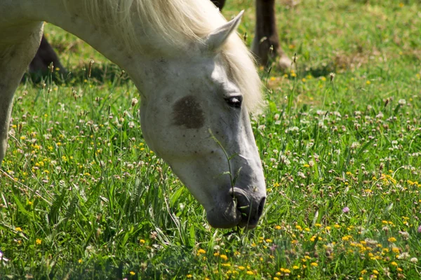 Beautiful white horse — Stock Photo, Image