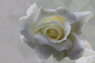 Yakın çekim yansıma beyaz gül