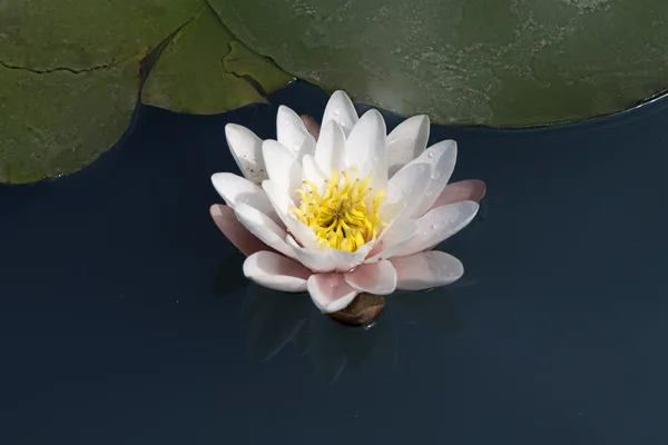 Lírio de água de flor branca bonita — Fotografia de Stock