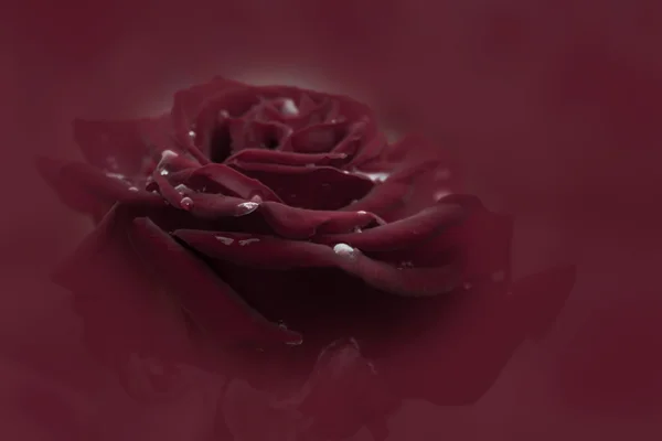 Crimson Red Rose Bloom Black Background — Stock Photo, Image