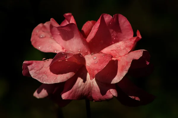 Karmínově červená růže — Stock fotografie