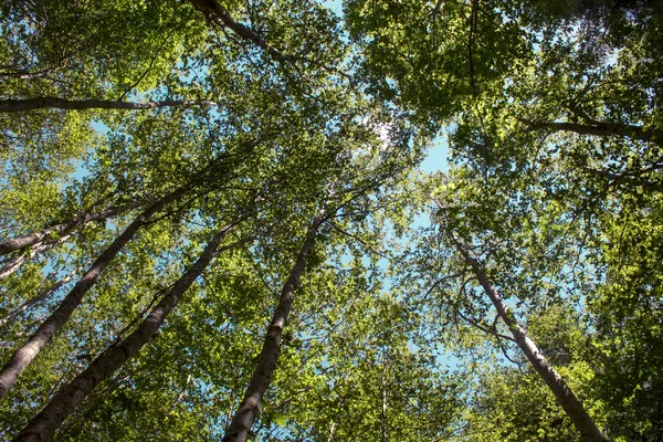 Árboles Forestales Naturaleza Madera Verde Luz Del Sol Fondos —  Fotos de Stock