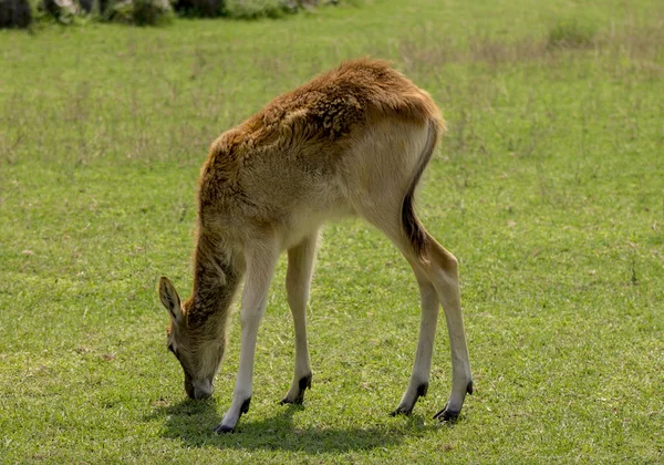 Roe cervo bebê brincando no campo — Fotografia de Stock