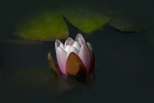 Blomma vit Lotus — Stockfoto