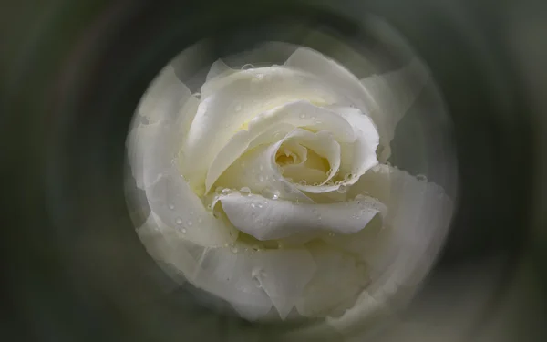 Weiße Rosenblüte Mit Wassertropfen Weich — Stockfoto