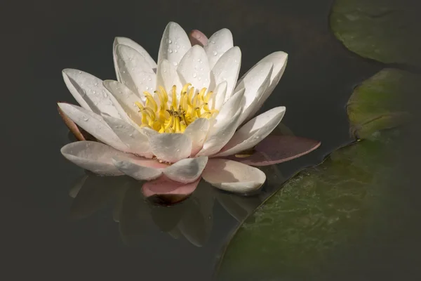 Blomma Vit Lotus Mörka Vatten — Stockfoto