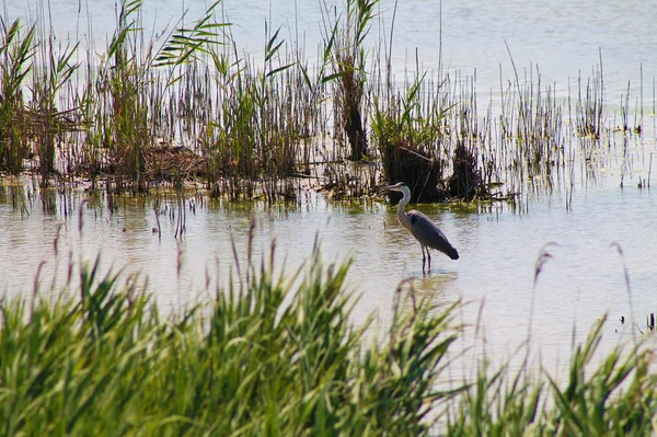 Heron — Stock Photo, Image