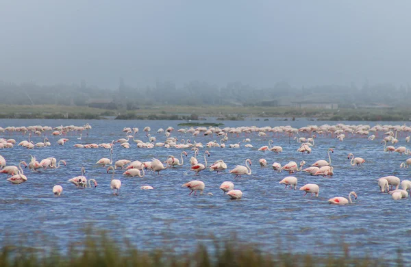 Flamants roses — Photo