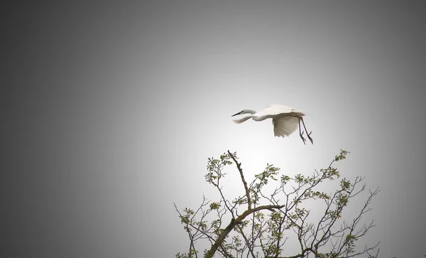 Egret... — Fotografia de Stock
