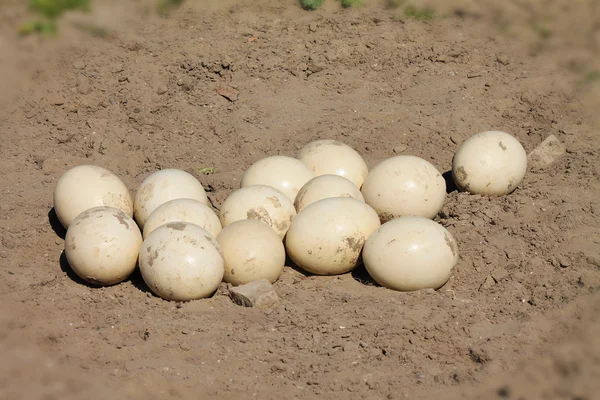 Страусиные яйца — стоковое фото