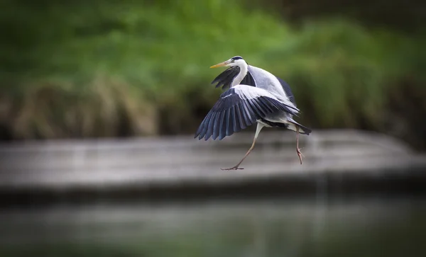 Gray heron — Stock Photo, Image