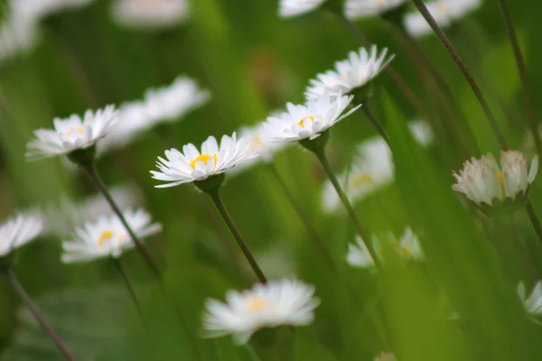 Lente madeliefjes — Stockfoto