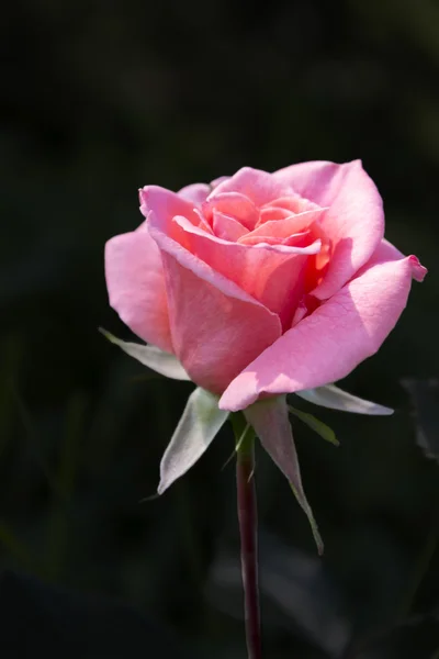 Roze roos — Stockfoto