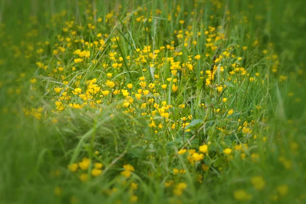 Yellow flowers in the green grass — Stock Photo, Image