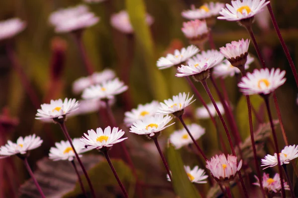 Margherite primaverili — Foto Stock