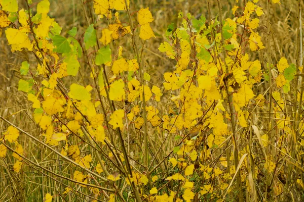 Giallo, autunno, foglia di pioppo tremulo — Foto Stock