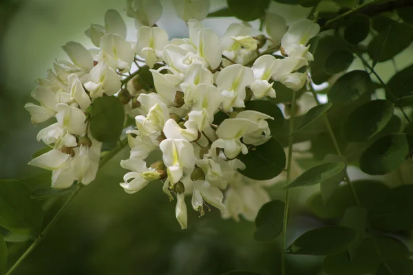 흰 아카시아 꽃 스톡 이미지