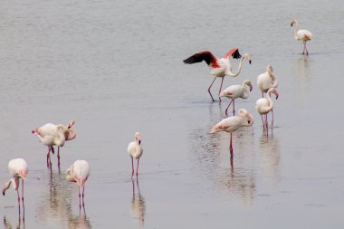 Flamingolar