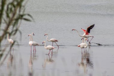 Flamingolar