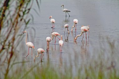 Flamingolar